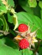 Wild Rasberry Macro