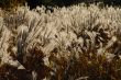 autumn grass