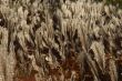 Autumn grass in a field