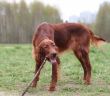 tasty branch
