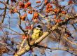 Titmouse