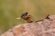 Dining chipmunk