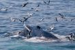 Humpback whale feeding//Megaptera novae