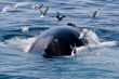 Humpback whale diving//Megaptera novae