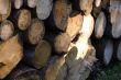 pile of Wood