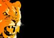 Angry lion