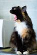 hungry cat