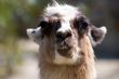 alpaca