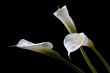 three calla lilies