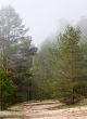 foggy forest