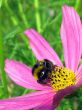 The bumble-bee on a cosmo