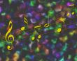 Music Notes