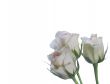 fresh  roses  for your love