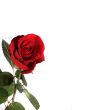 fore your love letter