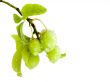 green plums