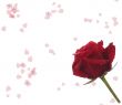 love lerrer with fresh red  rose