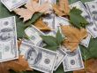 American dollars and autumn  leaves