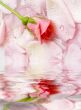  flower of a rose