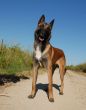 belgian shepherd malinois