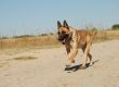 running belgian shepherd