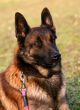 belgian shepherd malinois
