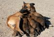female shepherd and puppies