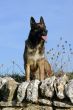 belgian shepherd malinois