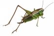 Grasshopper