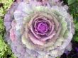 Purple Kale