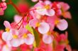 Tropical flowers