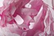 Abstract flower