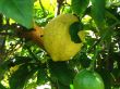 Lemon in tree