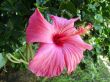 Pink Hibiscus