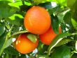 Oranges in tree