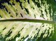 Leaf close up