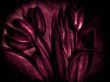 dark tulips