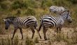 Zebras