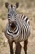 A Zebra