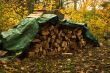 Firewood in forest