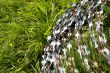 barbed wire and gentle grass