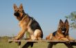 two german shepherds