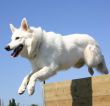 jumping white german shepherd