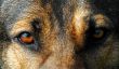 eyes of german shepherd