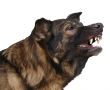 dangerous german shepherd