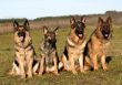 four german shepherds