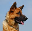 german shepherd