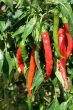 Hot peppers chili at the plants