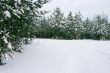 evergreen trees