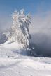 snowed and the frozen lonely tree