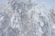 branch of a tree covered by a snow